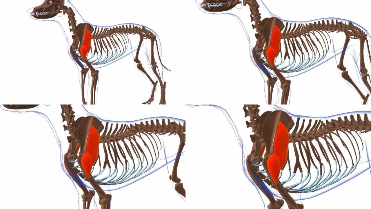 三角肌狗肌肉解剖医学概念3D