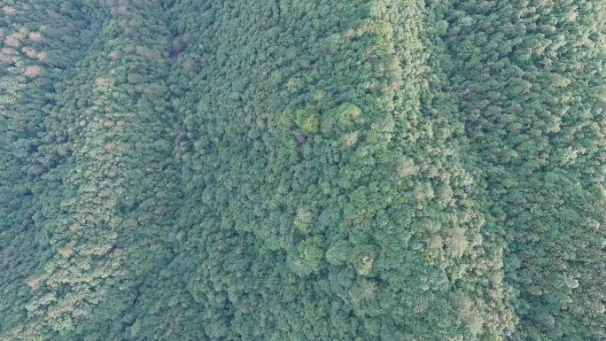 树林密集航拍