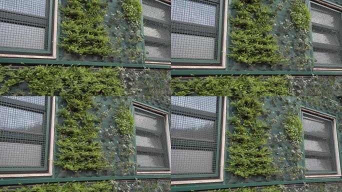 Giambellino区一座带窗户的建筑物的墙壁上建造的垂直森林植物花园-绿色革命和生态可持续节能建