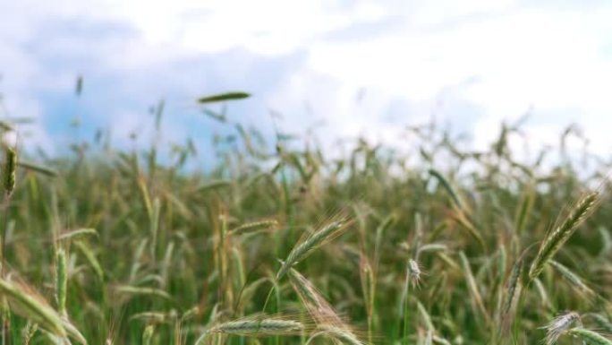 初夏的黑麦场水稻谷农业丰收稻田小麦粮食耕