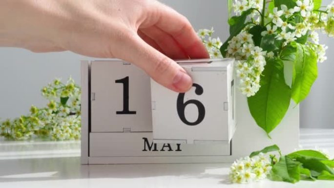5月16日。女性手在日历上设定日期。春季。白色的立方历在桌上的花。在一个月内更改日期。假日日。日历上