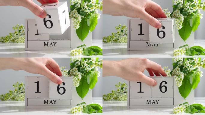 5月16日。女性手在日历上设定日期。春季。白色的立方历在桌上的花。在一个月内更改日期。假日日。日历上