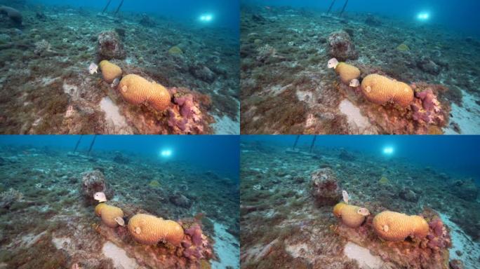 4K 120 fps超慢动作: 库拉索岛加勒比海珊瑚礁中带有Foureye蝴蝶鱼的凹槽脑珊瑚产卵