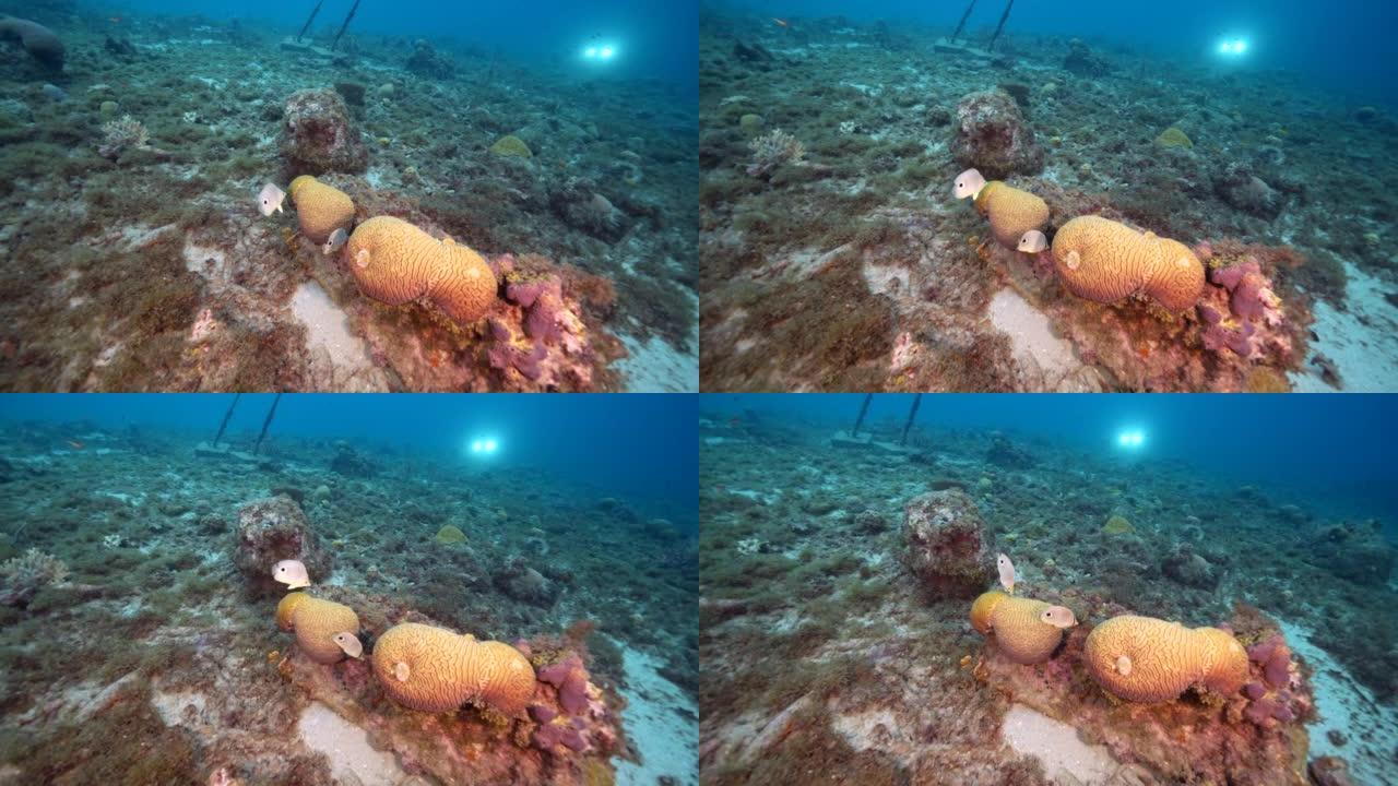 4K 120 fps超慢动作: 库拉索岛加勒比海珊瑚礁中带有Foureye蝴蝶鱼的凹槽脑珊瑚产卵