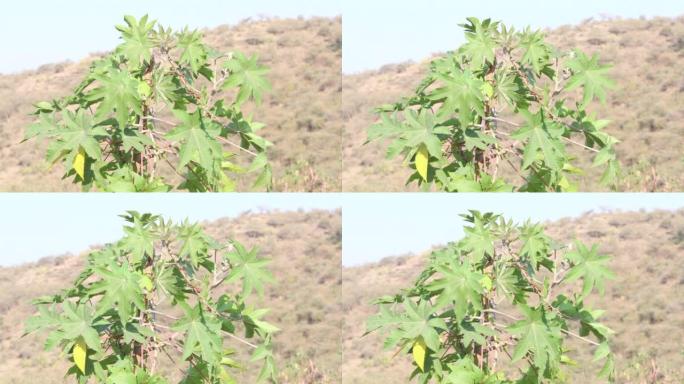 风吹蓖麻油植物，从那里提取已知的泻药蓖麻油，用于生产生物柴油蓖麻油植物，药用种子。蓖麻，俗称蓖麻油厂