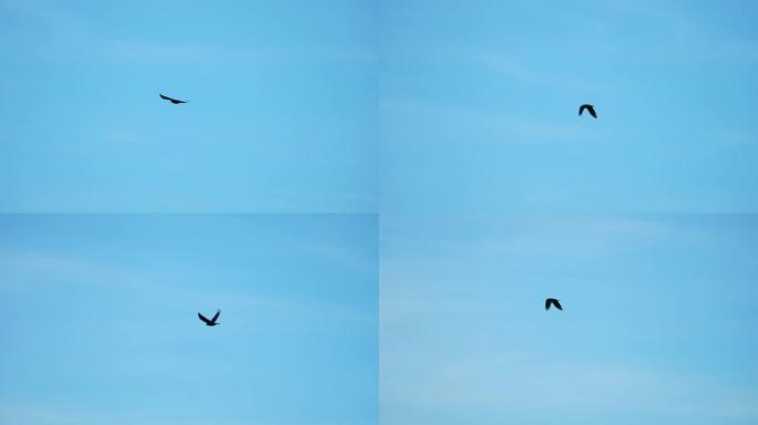 黑鸦鹰是鹰科中的一种猛禽。在飞行中，鸟水平地保持着宽阔的翅膀。白尾雕是欧洲第四大猛禽。4k