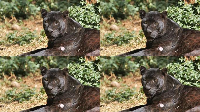 黑豹看着相机