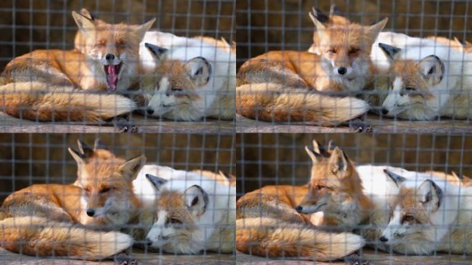 狐狸躺在笼子里打哈欠。狐狸在一个小景深的金属笼子后面