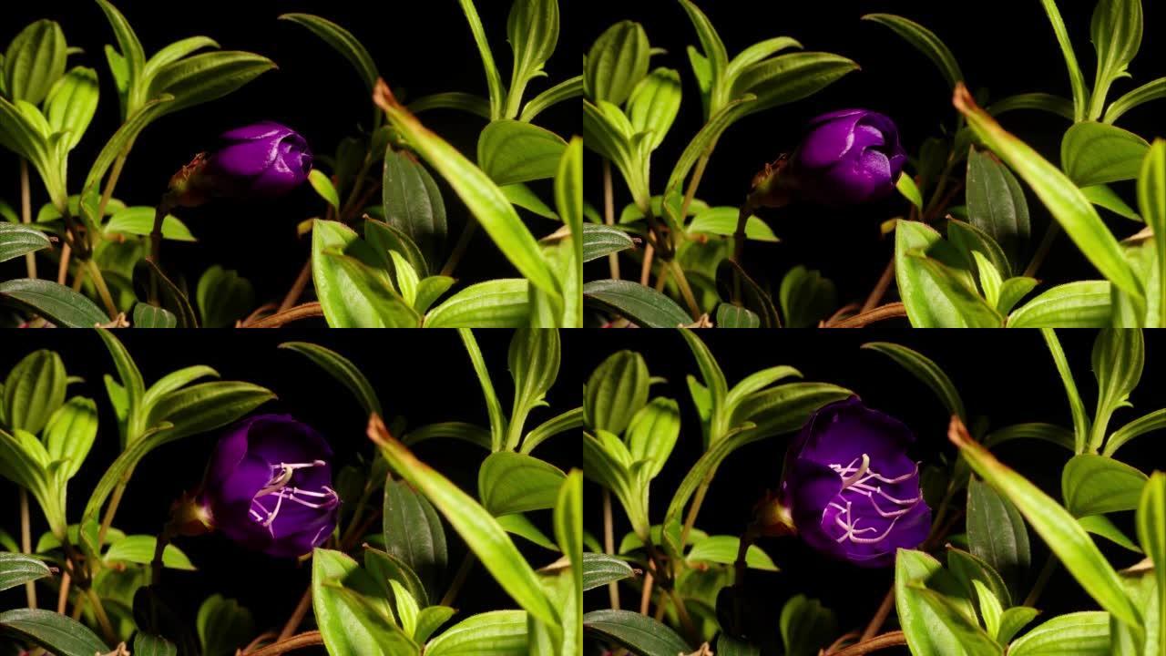 美丽的紫色花朵从芽盛开到盛开的时间流逝，Tibouchina semidecanra公主花荣耀灌木或