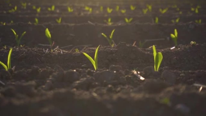 关闭充满活力的绿色年轻玉米植物，在深棕色肥沃，潮湿的土壤上的幼苗在日落的光线下