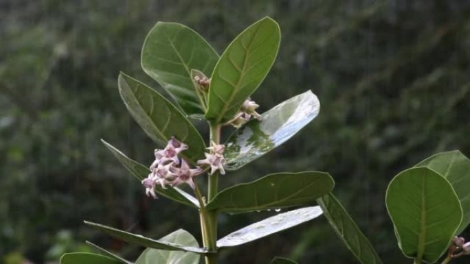 阿卡植物在雨中。