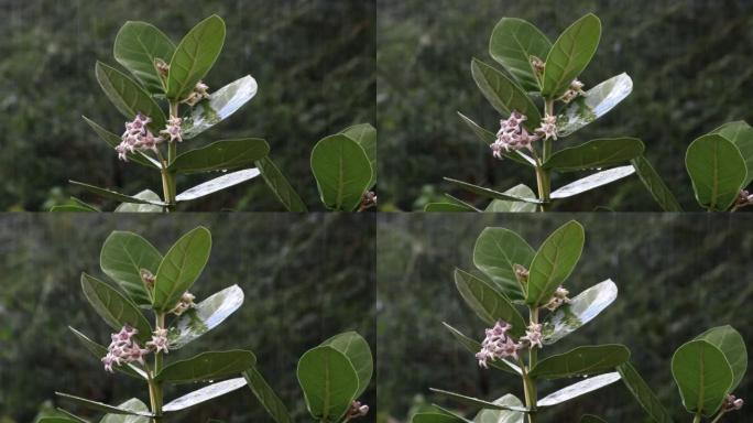 阿卡植物在雨中。