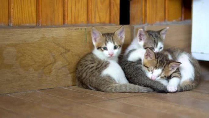 甜蜜的三只猫宝宝