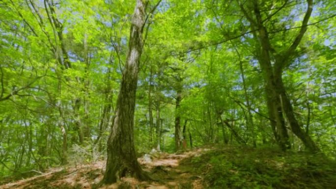 山里的森林，那里生长着五颜六色的新鲜绿树
