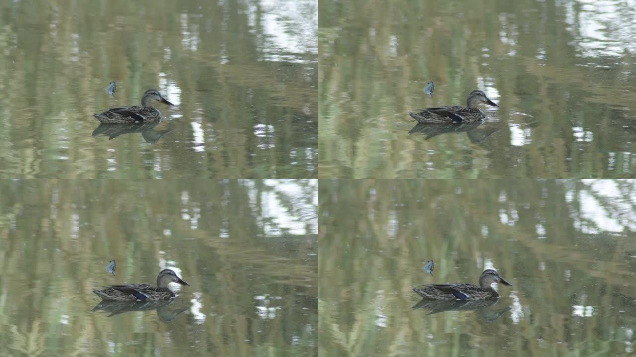 野鸭在一个小湖的脏水里。鸭嘴兽