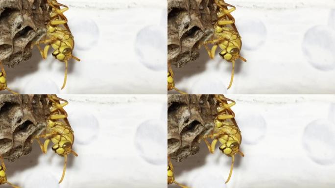 巢上有年轻的黄色纸黄蜂，4k分辨率
