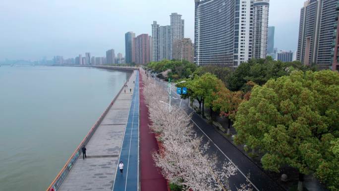 杭州 江边樱花跑道