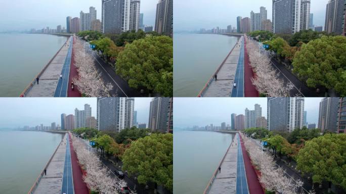 杭州 江边樱花跑道