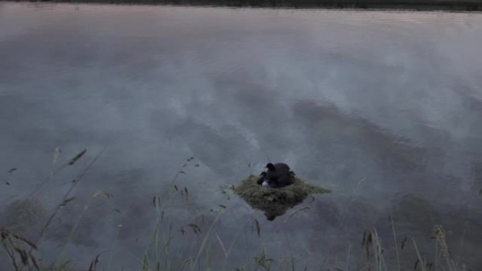 湖上的水鸟湖上的水鸟野生动物