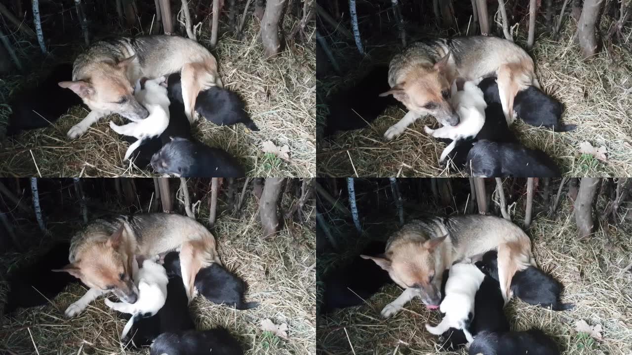 红狗妈妈杂种在巢穴中母乳喂养她的新生幼犬