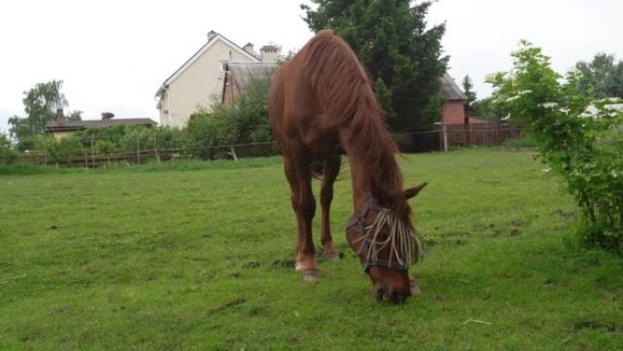 动物农场。一匹红马在房子附近吃草。昆虫给在绿地上吃草的马带来不便。动物防护蚊帐。健康农场。动物护理
