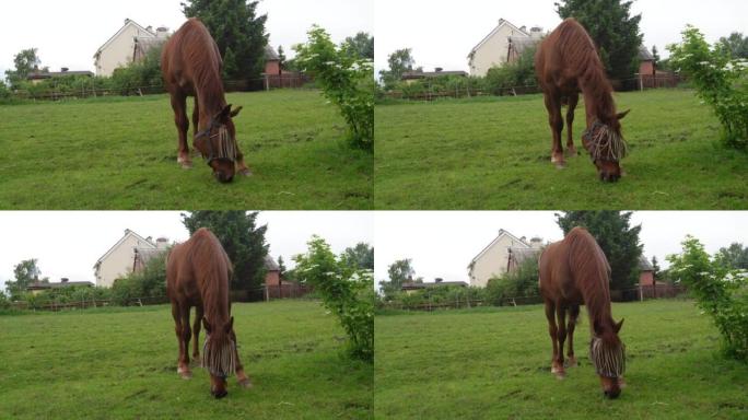 动物农场。一匹红马在房子附近吃草。昆虫给在绿地上吃草的马带来不便。动物防护蚊帐。健康农场。动物护理