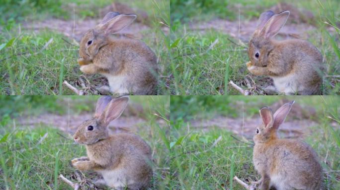 肖像的一个可爱的蓬松的兔子棕色的颜色与大耳朵，绿色的花草地在春天的森林与美丽的模糊背景。春季假期的概