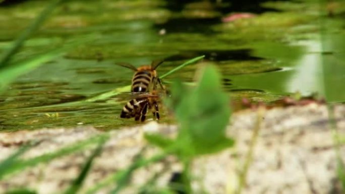 蜜蜂从池塘里喝水