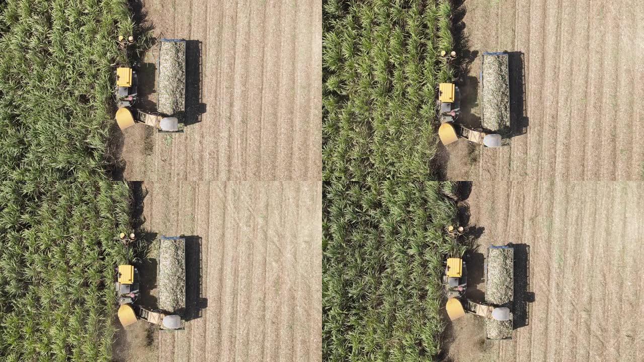 联合收割机在田间切割甘蔗，空中俯视图