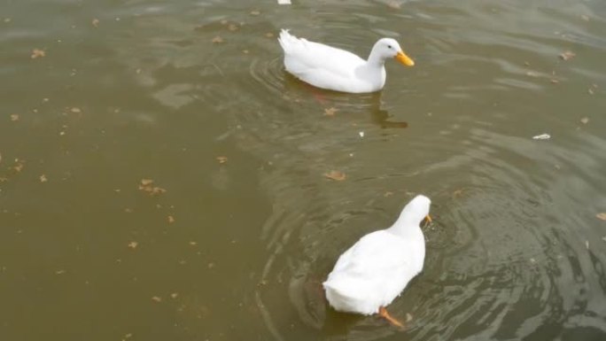两只白鸭在公园的池塘里游泳，在水中吃薄薄的皮塔饼。人们把面包片扔进水里喂漂浮的鸭子。