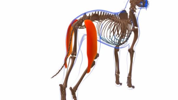 股骨二头肌狗肌肉解剖医学概念3D