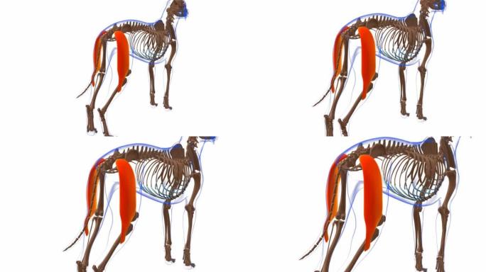 股骨二头肌狗肌肉解剖医学概念3D