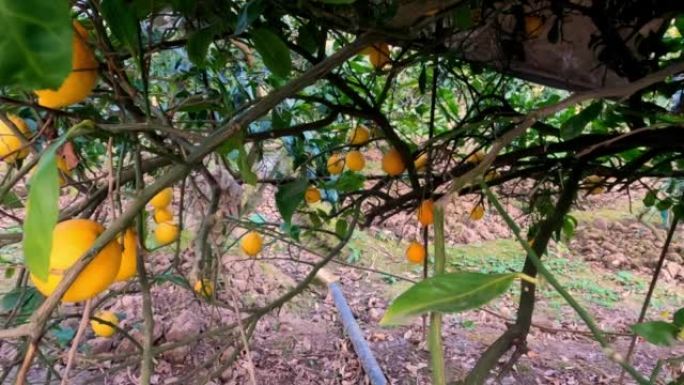柠檬树全景。树上的新鲜柠檬。