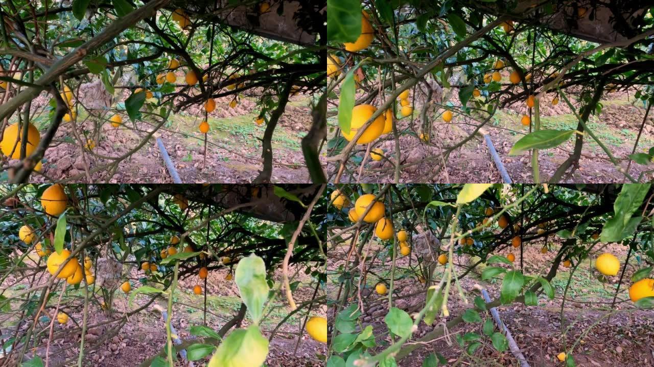 柠檬树全景。树上的新鲜柠檬。