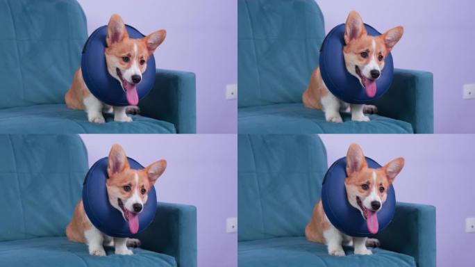 可爱的威尔士柯基彭布罗克小狗，穿着柔软的医疗保护项圈，手术后坐在家里的沙发上。狗的安全和保护