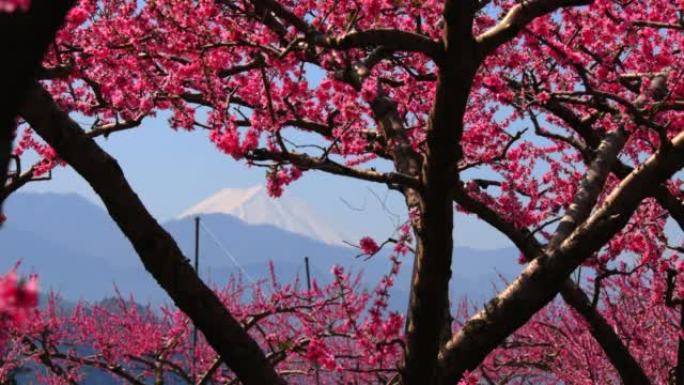 桃花盛开与富士山山梨县复藤市