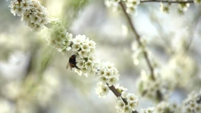 可爱的小大黄蜂从盛开的白色杏花中收集花粉。