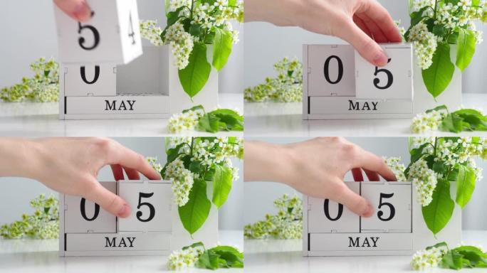 春季5月5日女人的手翻过一个立方历法。樱花盛开的桌子上的白色万年历。在一个月内更改日期。假日日。日历