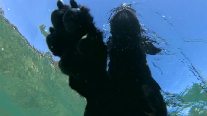 慢动作，黑狗在阳光下在水面上游泳。特写，水下拍摄。埃及达哈卜红海
