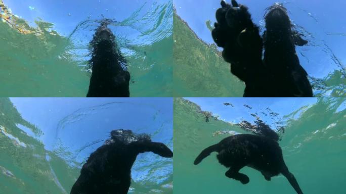 慢动作，黑狗在阳光下在水面上游泳。特写，水下拍摄。埃及达哈卜红海