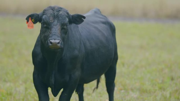 在绿色牧场上吃草的黑牛。黑牛站在绿色的草地上，吃草。选择性聚焦。