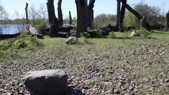 石质地面，背景是1500 2000年年的橡树化石树干和乌德·马斯河