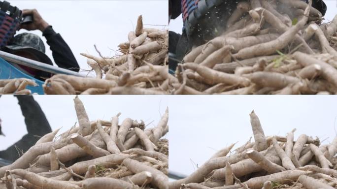 亚洲园丁收割并将木薯搬到卡车上。