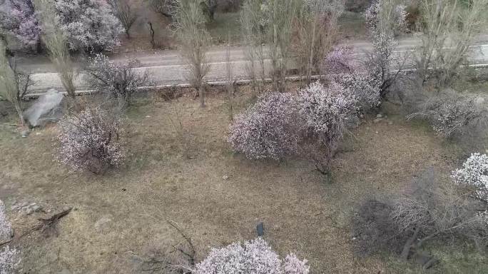 新疆哈密：风雪冰雹来袭，野杏花临风绽放