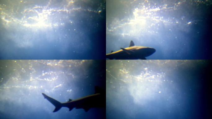 在一条游泳鲨鱼深处的水下射击。海底或海洋