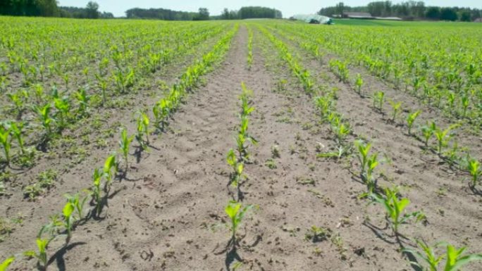 鸟瞰图种植年轻的绿色玉米。玉米幼苗在农田上成排生长。充满活力的绿色年轻玉米植物在深棕色肥沃的土壤上幼