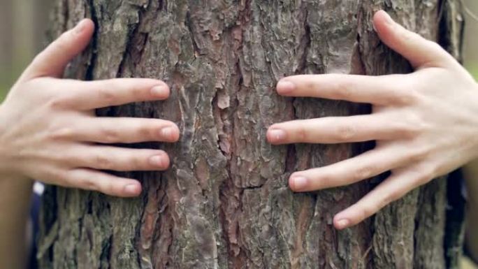 女性的手触摸拥抱，拥抱森林中的一棵树。人与自然。关闭一个年轻女孩或女人拥抱抚摸树林环境保护概念