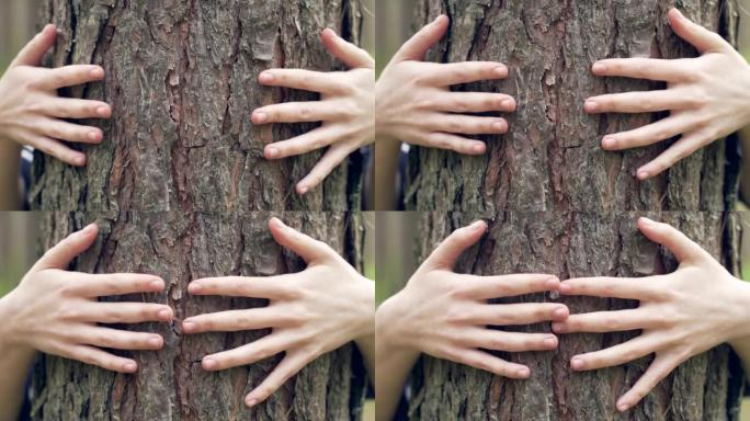 女性的手触摸拥抱，拥抱森林中的一棵树。人与自然。关闭一个年轻女孩或女人拥抱抚摸树林环境保护概念