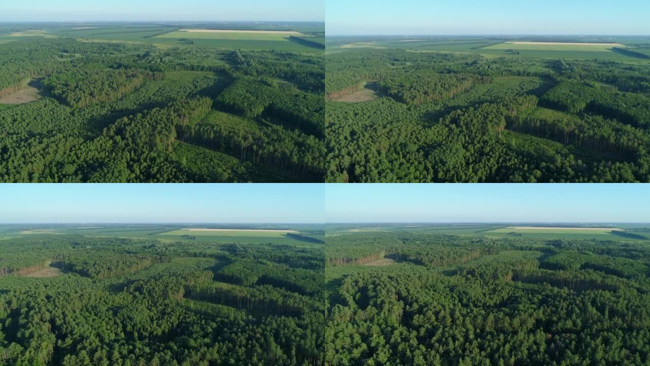 鸟瞰森林和夏季的森林砍伐，无人机飞越绿树