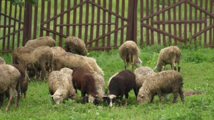 绵羊在田里吃草。羊皮。羊奶。绵羊肉。餐厅的营养食品